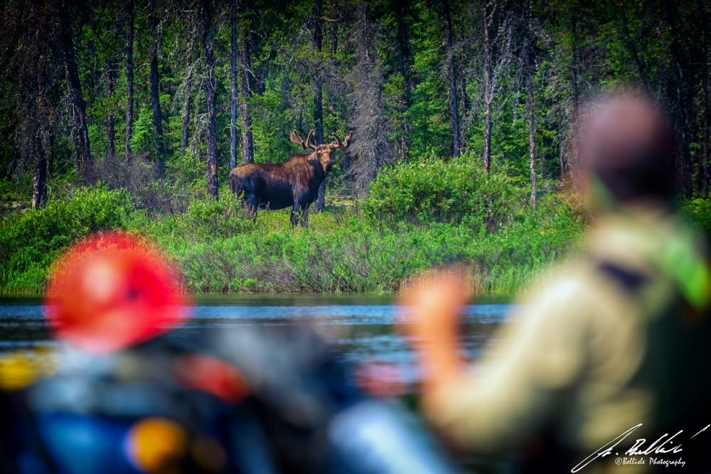 Canoeing with a Moose in the Distance